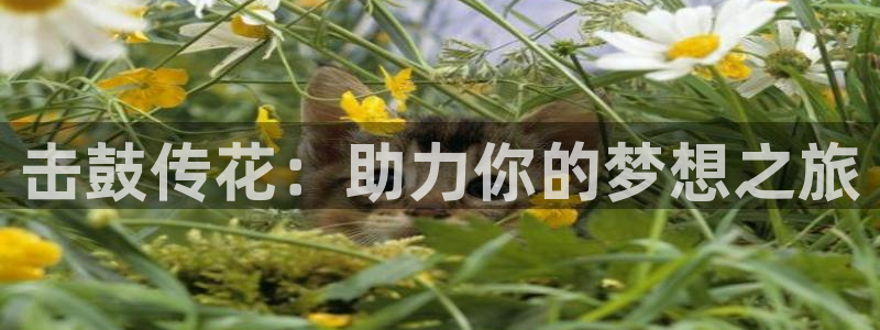伟德国际：击鼓传花：助力你的梦想之旅